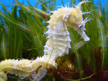  Hippocampus erectus (Lined Seahorse, Northern Seahorse)